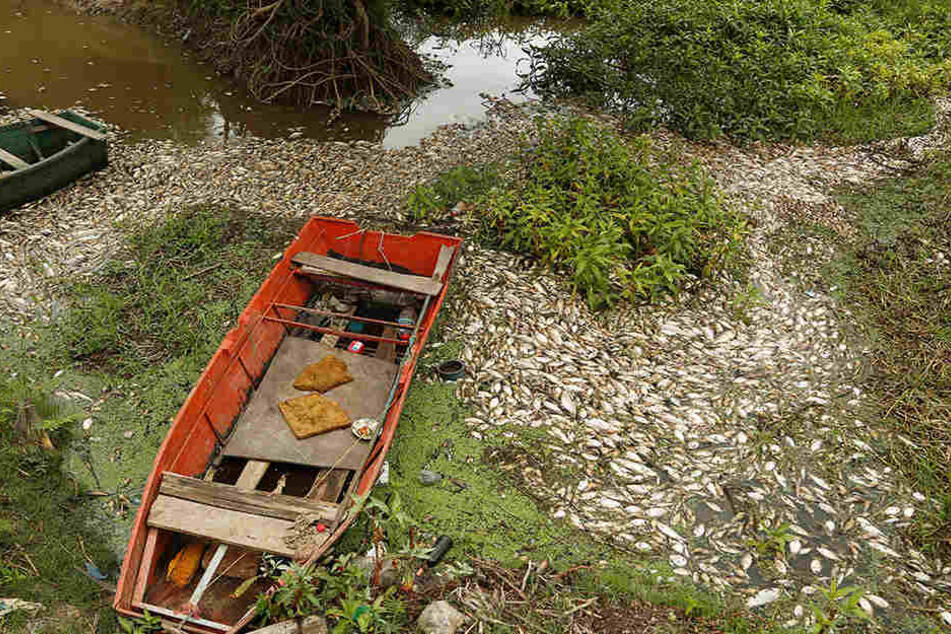Zahlreiche Fische erlagen im Fluss Confuso dem Sauerstoffmangel.