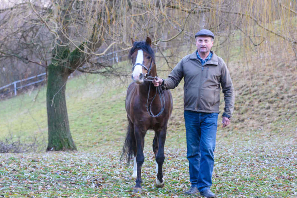 Müllers früherer Lehrling, Freund und Zuchtpartner Siegfried Horn (60) am Dienstag nach dem Unfall mit Hengst "Telynau" (6).