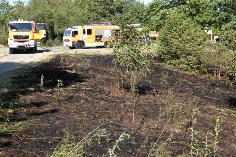 Verbrannte Erde Feuerwehr Loscht Flachenbrand Am Kulkwitzer See