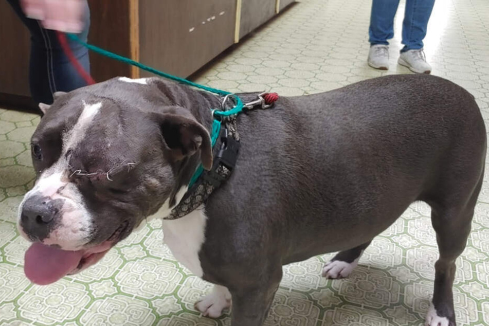 Clarence wurde in der "Wilcox Veterinary Clinic" operiert. Tierschützer der Organisation "Wag Again Rescue" päppeln ihn wieder auf.