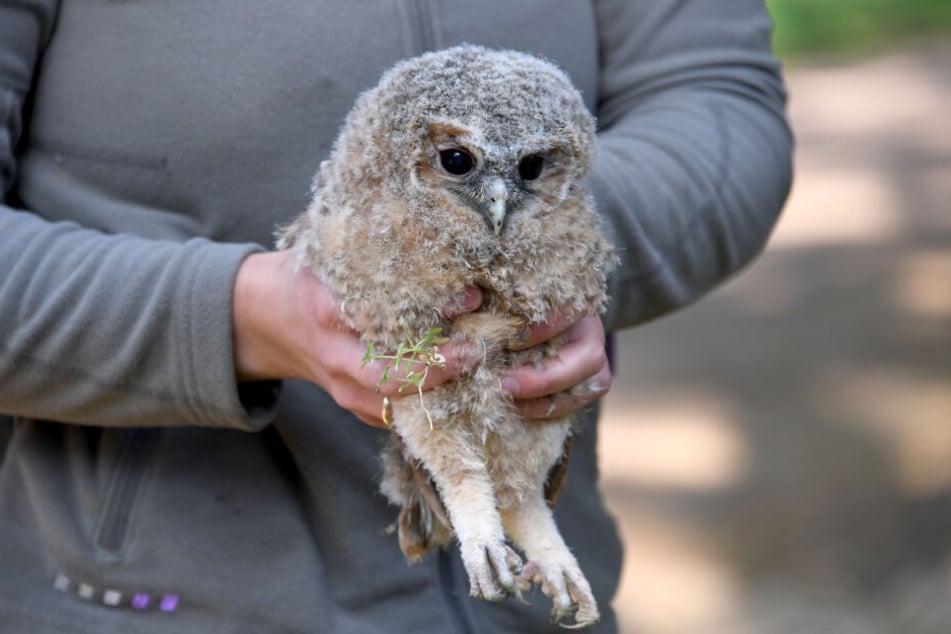 Ein von einem Spaziergänger im Wildpark Eekholt abgegebener Waldkauz wird von einer Tierpflegerin in den Händen gehalten. Experten warnen davor, Jungtiere, die aus ihrer Nisthöhle gefallen sind, einzusammeln.