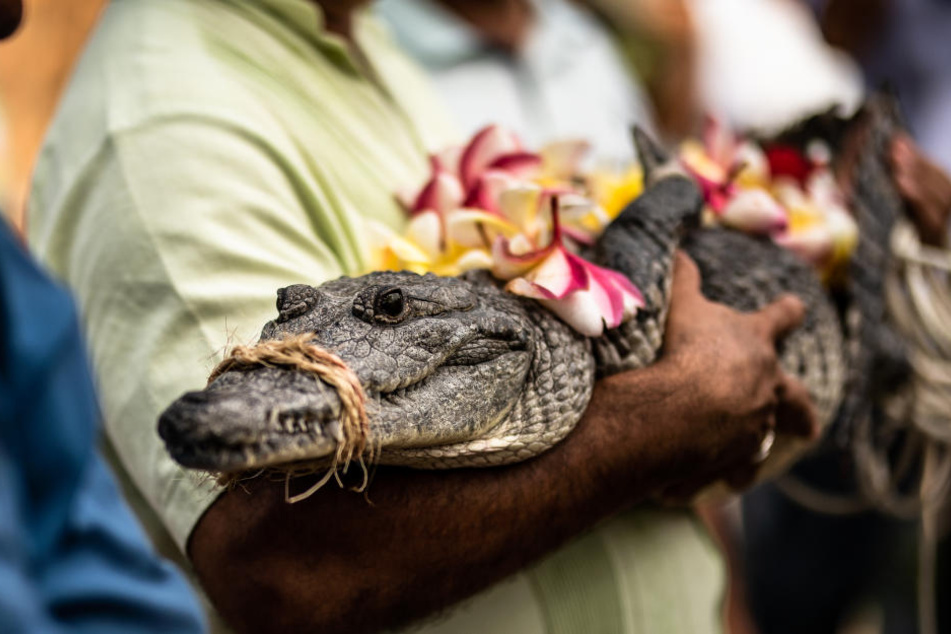 Anlässlich der Hochzeitszeremonie wurde das Krokodil standesgemäß herausgeputzt.