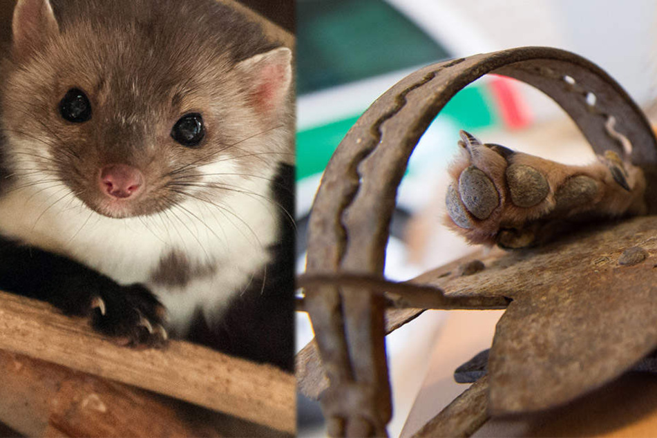 Da der Gartenbesitzer angeblich ein Problem mit Mardern (l.) hat, benutzte er verbotenerweise Fangeisen. In dieses tappte jedoch eine junge Katze und zog sich eine Fleischwunde zu.