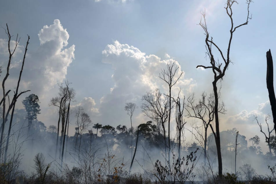 Verkohlte Bäume in der Region Alvorada da Amazonia.