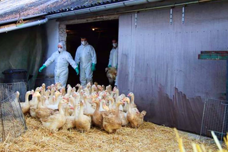 Vor einer Woche wurde bekannt, dass in einem Rietberger Geflügel-Betrieb die Vogelgrippe ausgebrochen ist. Verbreitet hat sich der H5N8-Virus wohl nicht.