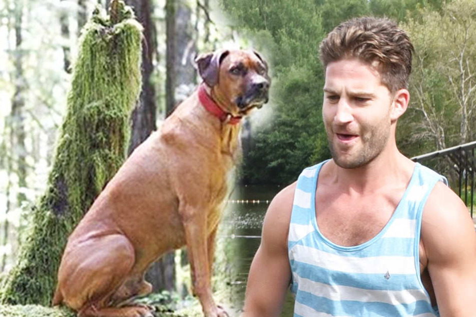 Matt Siddall sucht verzweifelt seinen Hund.