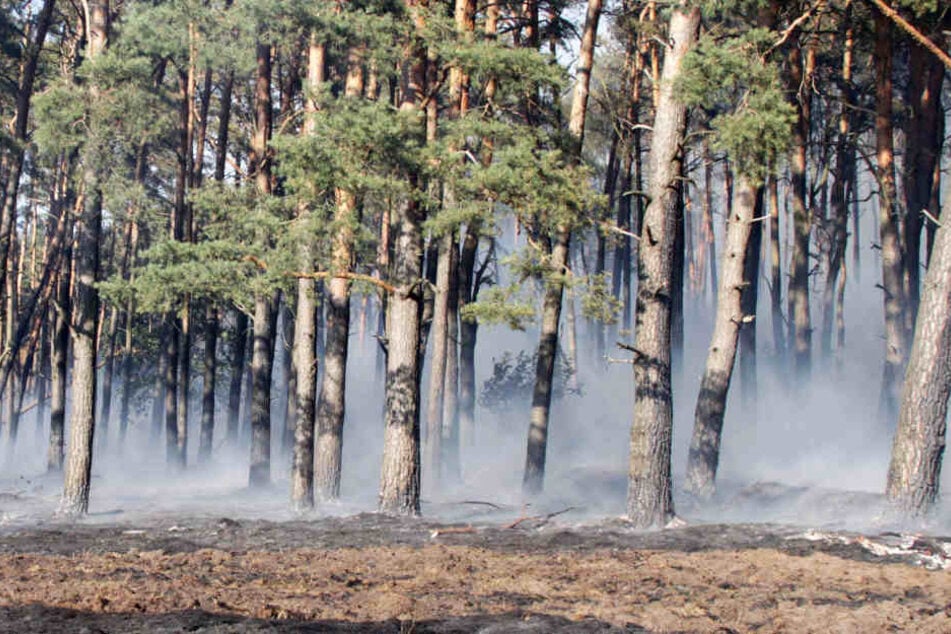 Mehrere Hektar Wald sind in bei Ludwigslust in Brand geraten.