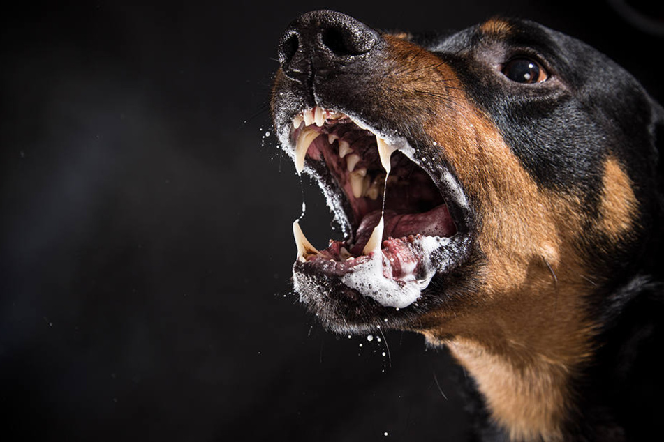 Ein 69 Jahre alter Mann ist bei Ruppertshofen von zwei Rottweilern angegriffen und schwer verletzt worden. (Symbolbild)