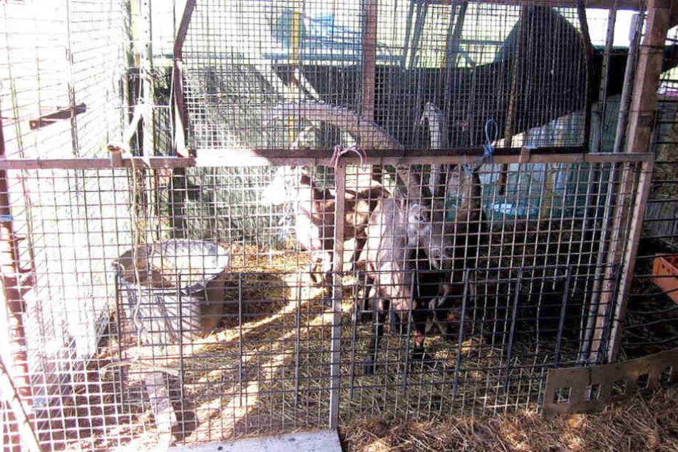 Die Tiere wurden seit dem Verkauf nicht mehr gesehen.