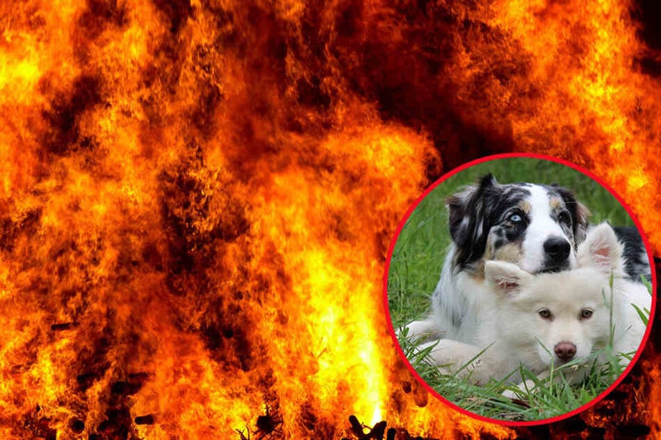 Für die beiden Hunde kam die Rettung zu spät. (Symbolbild)
