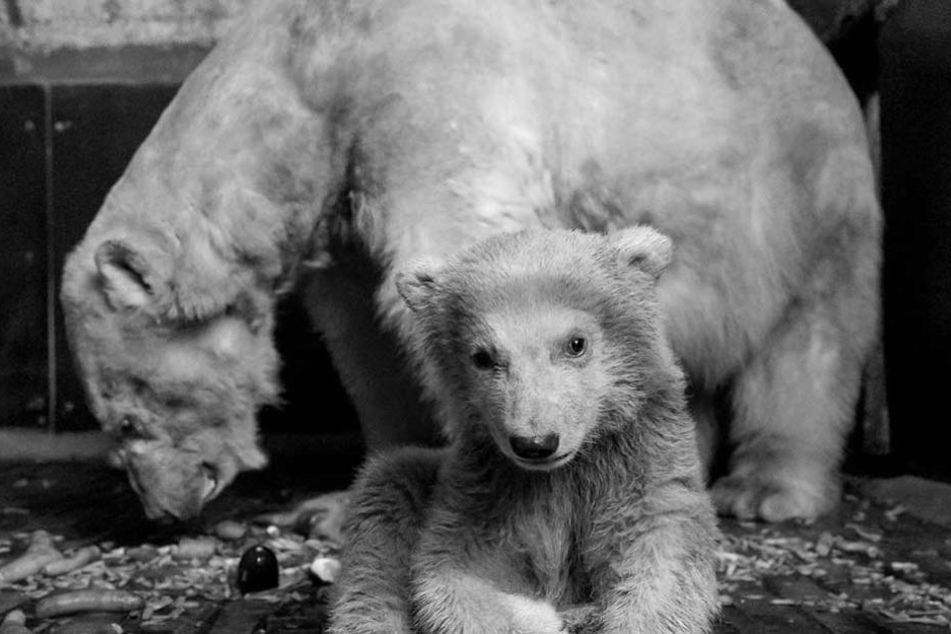 Das Eisbärenbaby Fritz war im Alter von vier Monaten überraschend gestorben.