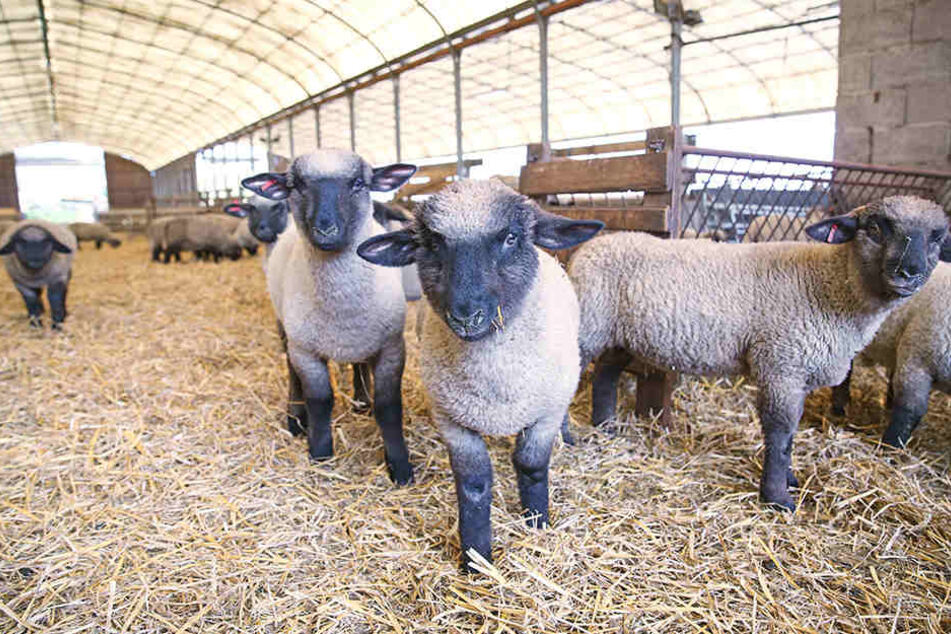 38,8 Kilo waren zu wenig: Wenn Lämmer zu Ostern mindestens 40 Kilo auf die Waage bringen, werden aus ihnen Osterlämmer für den Festschmaus.