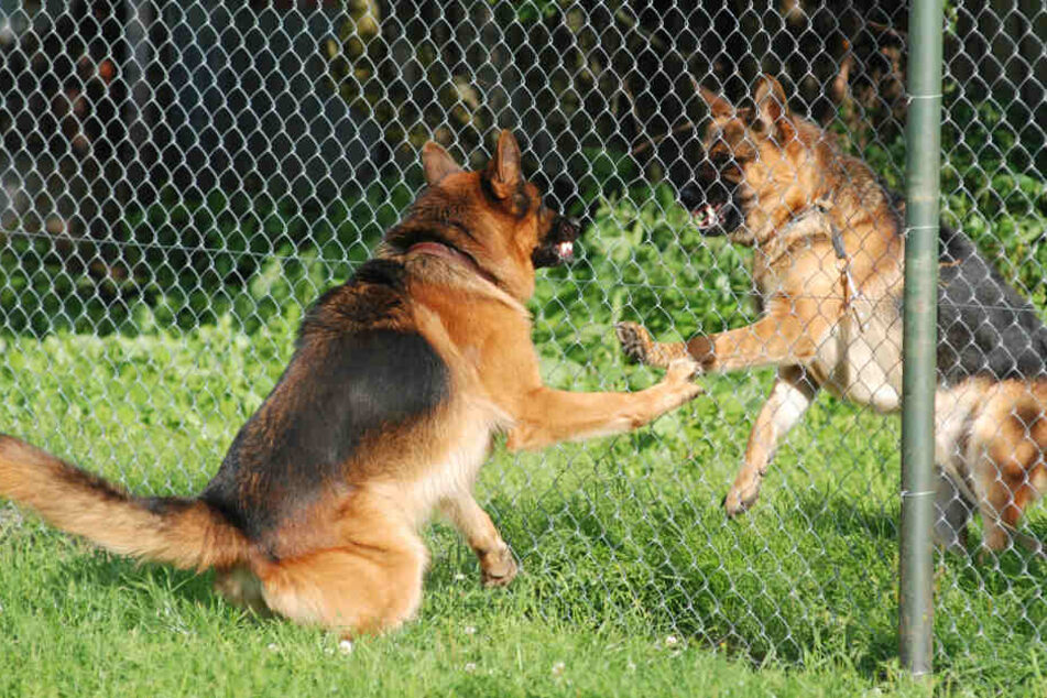 Soldat Soll Hunde Füttern Und Wird Von Ihnen Zu Tode Zerfleischt