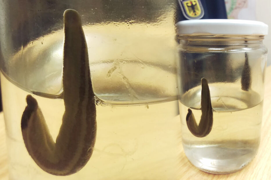 Dieses Fundstück wurde bei der Bundespolizei abgegeben. In dem Glas sitzen zwei Blutegel.