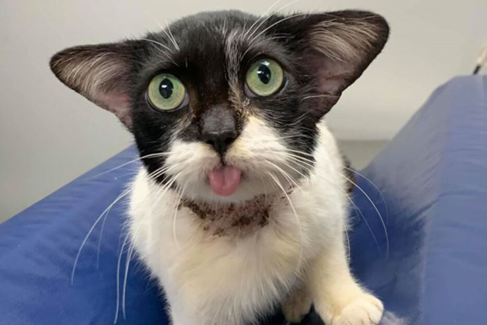She's got the look: Diese Katze sieht wirklich außergewöhnlich aus.