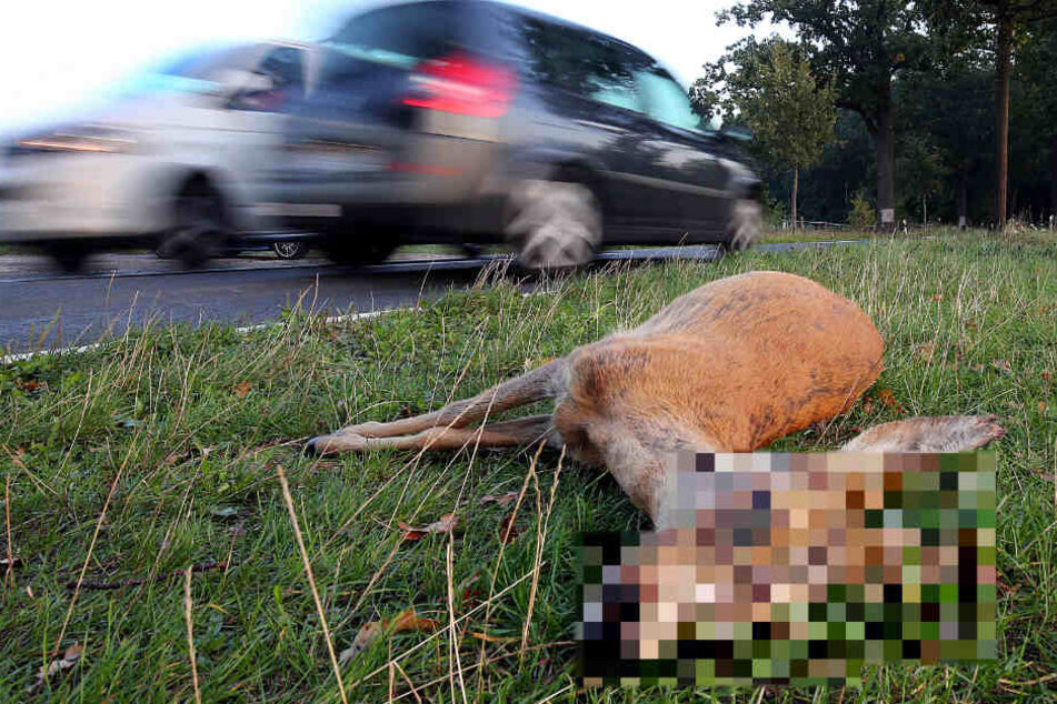 Der Mann berichtete davon, dass ihm ein Reh vors Auto gelaufen war (Symbolfoto).