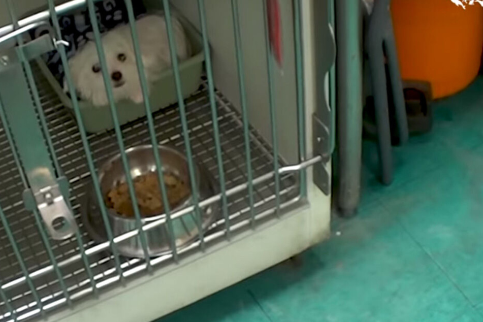 Viele Welpen kamen krank im Tierhandel an und wurden ihrem Schicksal überlassen. So auch der weiße Shih Tzu-Welpe Panda.