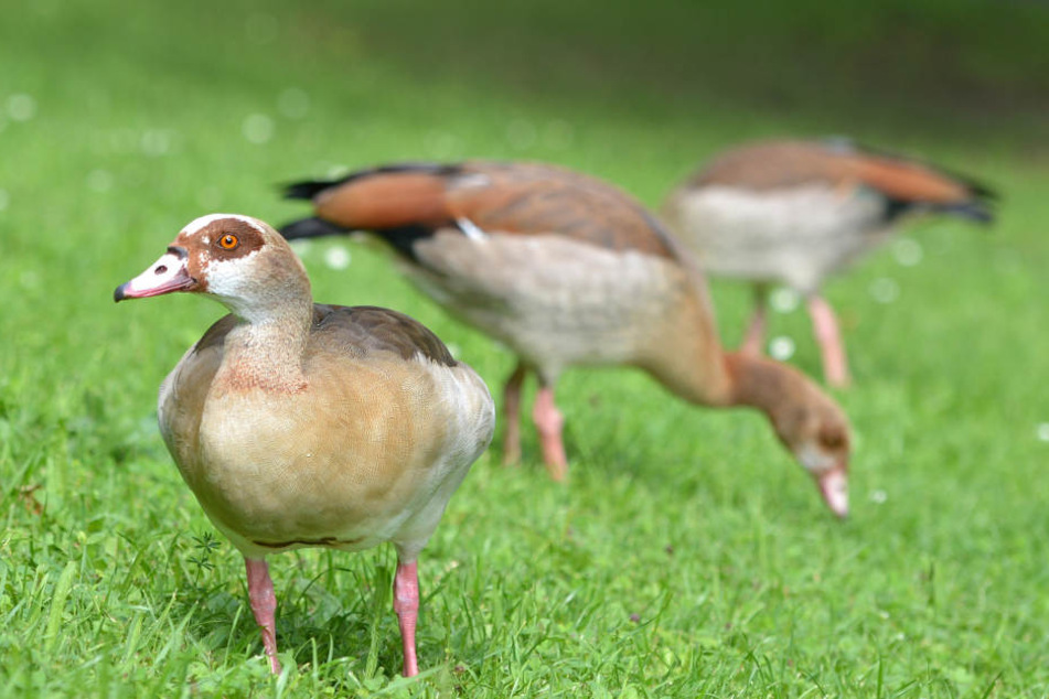 Aktuell halten sich im Frankfurter Brentanobad 14 Wildgänse auf, die meisten von ihnen sind Nilgänse.