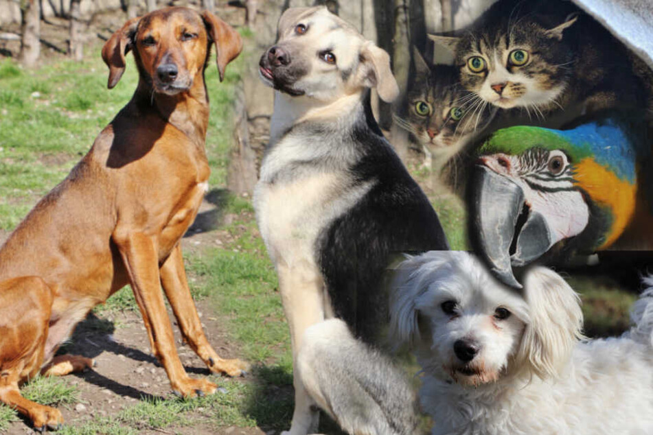 Hund Katze Papagei Diese Tiere Suchen Ein Zuhause Tag24