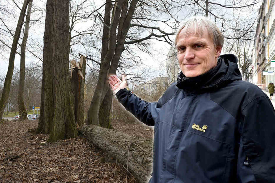 20 Bäume an der Schadestraße kommen weg. Ersatz für die Pappeln ist nicht geplant. Derweil fordert Stadtrat Bernhard Herrmann 875 neue Bäume.