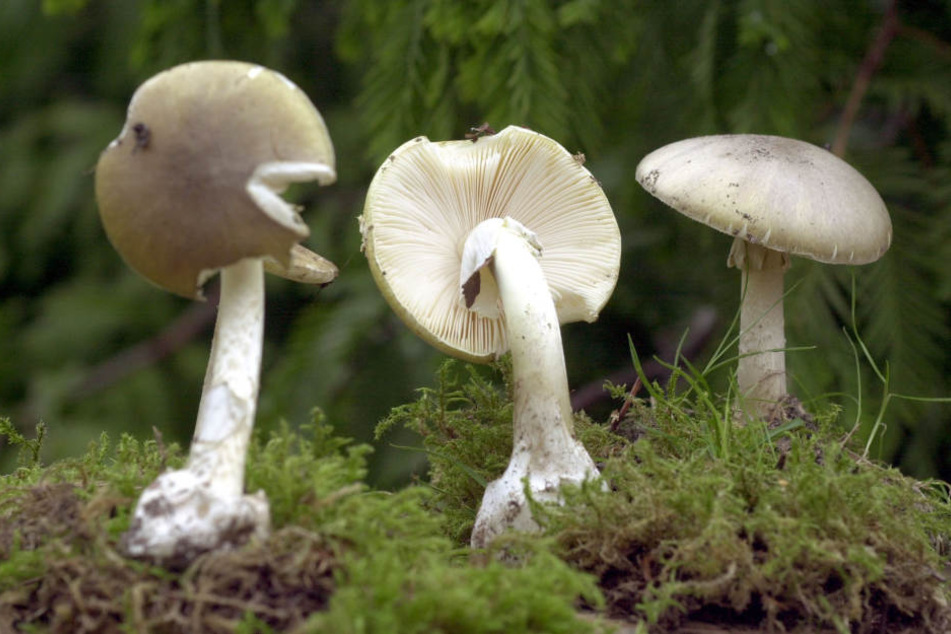 Vorsicht: Dieser harmlos aussehende Pilz ist hochgiftig!
