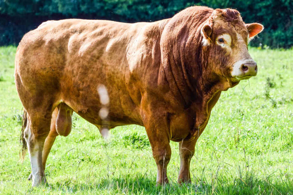 Bei der Flucht des Bullen kam niemand zu Schaden. (Symbolbild)