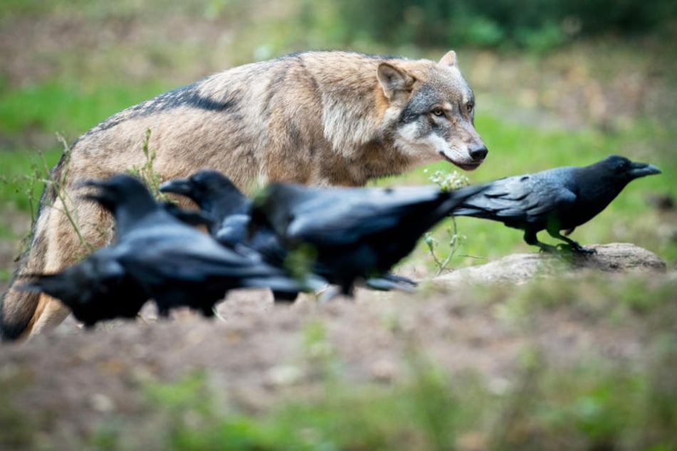 Raubtiere unter sich: Wolf und Kolkraben. Die Vögel sind für Lämmer deutlich gefährlicher.