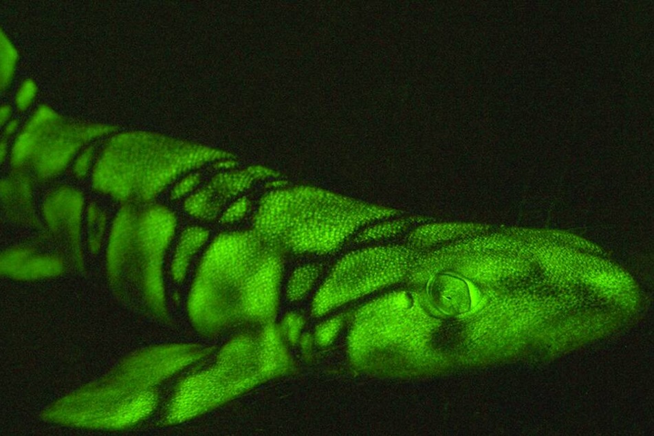 Ein Kettenkatzenhai, der mit einer Spezialkamera fotografiert wurde, um das grüne Leuchten für das menschliche Augen erkennbar zu machen.