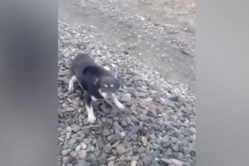 Der völlig verängstigte Hund, kurz bevor er vom Lokführer befreit wurde.