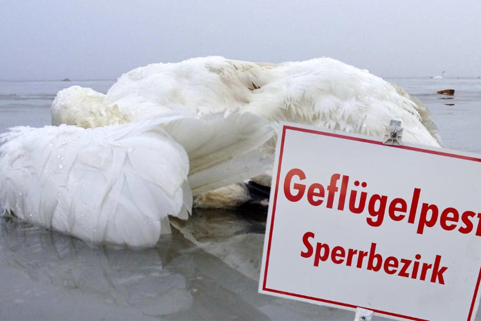 Bei toten Schwänen im Kreis Gotha wurde der Vogelgrippe-Virus nachgewiesen.