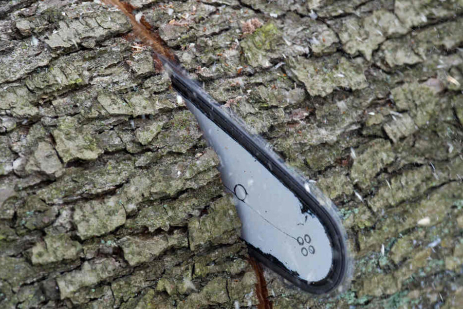 Beim Fällen des Baumes kam es zum schweren Arbeitsunfall. (Symbolbild)
