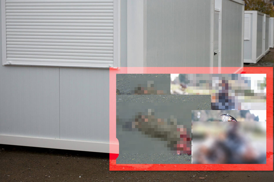 Ekelhaft: 40 tote Katzen und Müll hatte der "geschockte" Bieter in seinem ersteigerten Container gefunden.