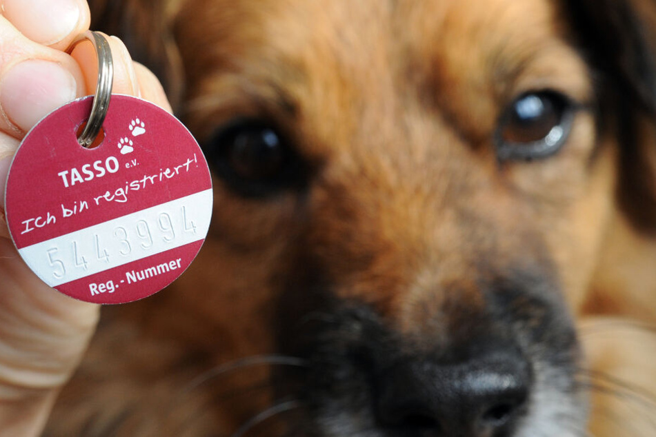 Tierschützer in Hessen fordern die Einführung einer Chippflicht für Hunde und Katzen.