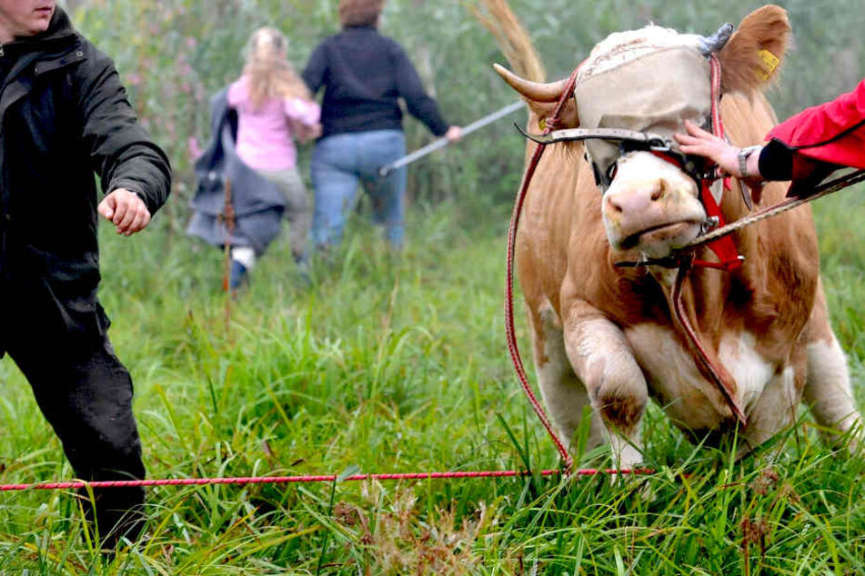 Bei den Wanderern sah die Kuh rot und wurde zum Stier.