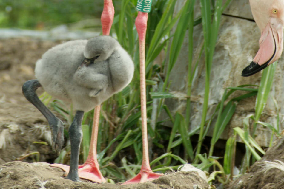 Die kleinen Flamingos sind noch grau, werden erst nach einem Jahr rosa.
