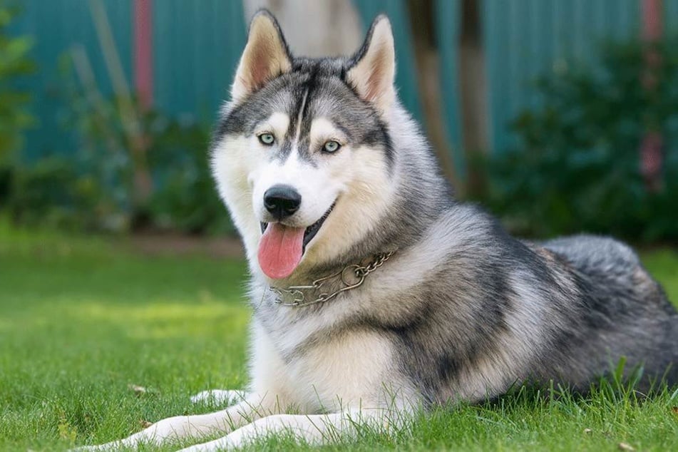 Ein Husky wurde Opfer perverser Sexspiele (Symbolbild).