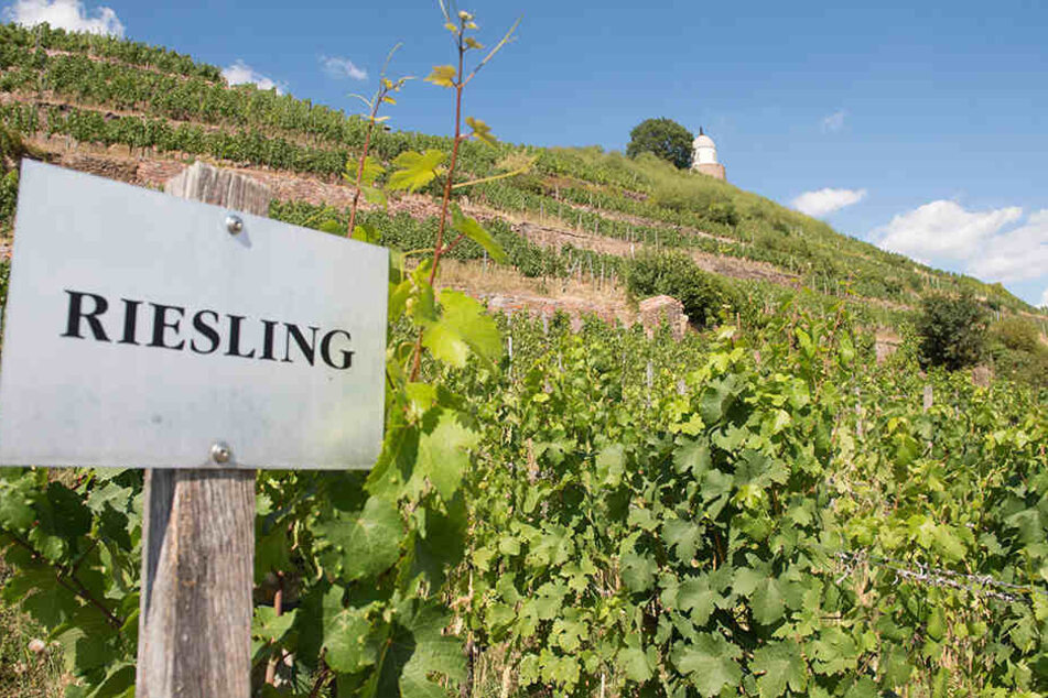 Hitze und Trockenheit über Sachsens Weinbergen - wie hier bei Schloss Wackerbarth: Die Weinlese ist in Gefahr.