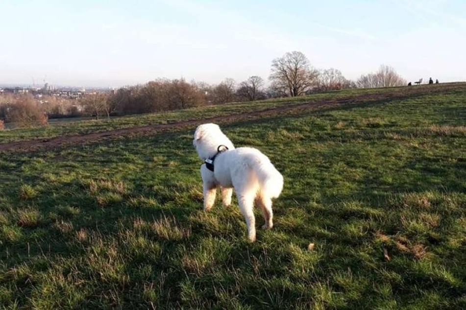 Hund "Bo" hilft seiner Besitzerin über die schrecklichen Schmerzen hinwegzukommen.