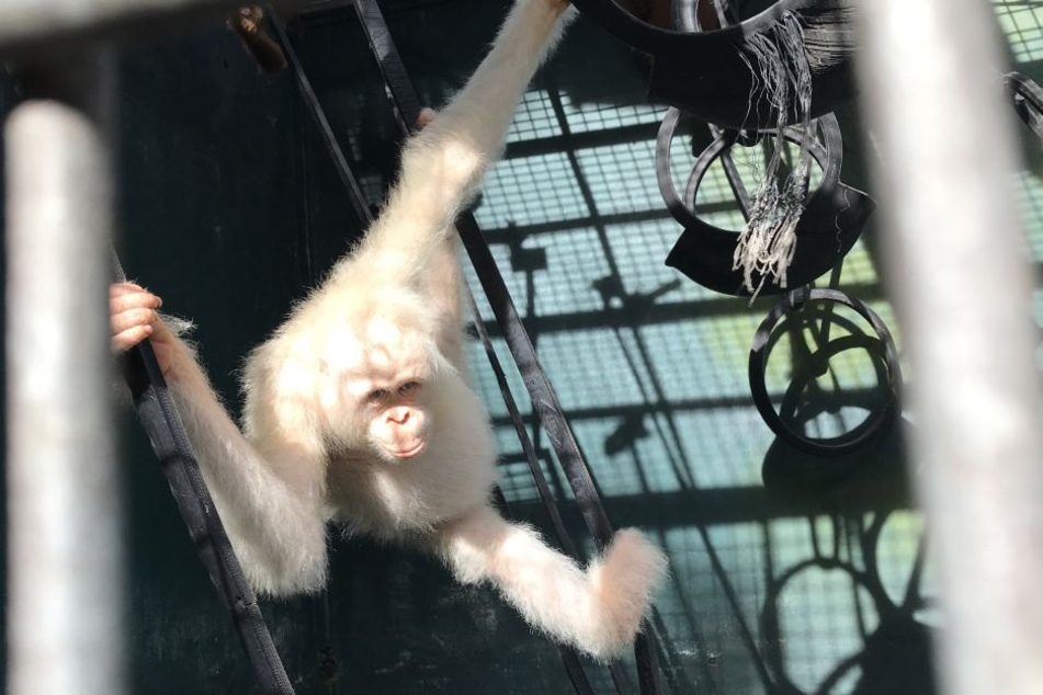 Der weiße Orang-Utan Alba darf zurück in die Freiheit.
