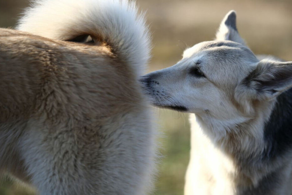 Warum Riechen Hunde Am Po Das Steckt Dahinter