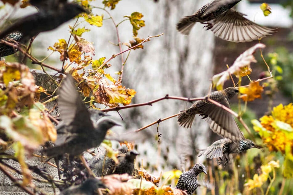 Stare in herbstlichen Weinreben.