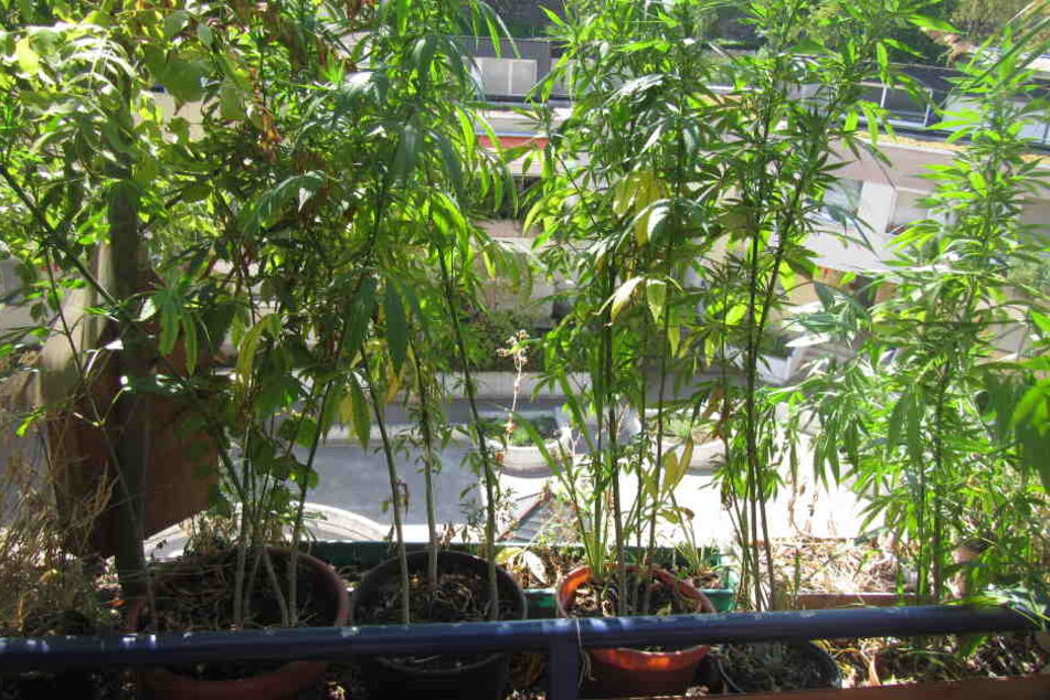 Die Polizei entdeckte 35 Kübel mit Marihuana-Pflanzen.