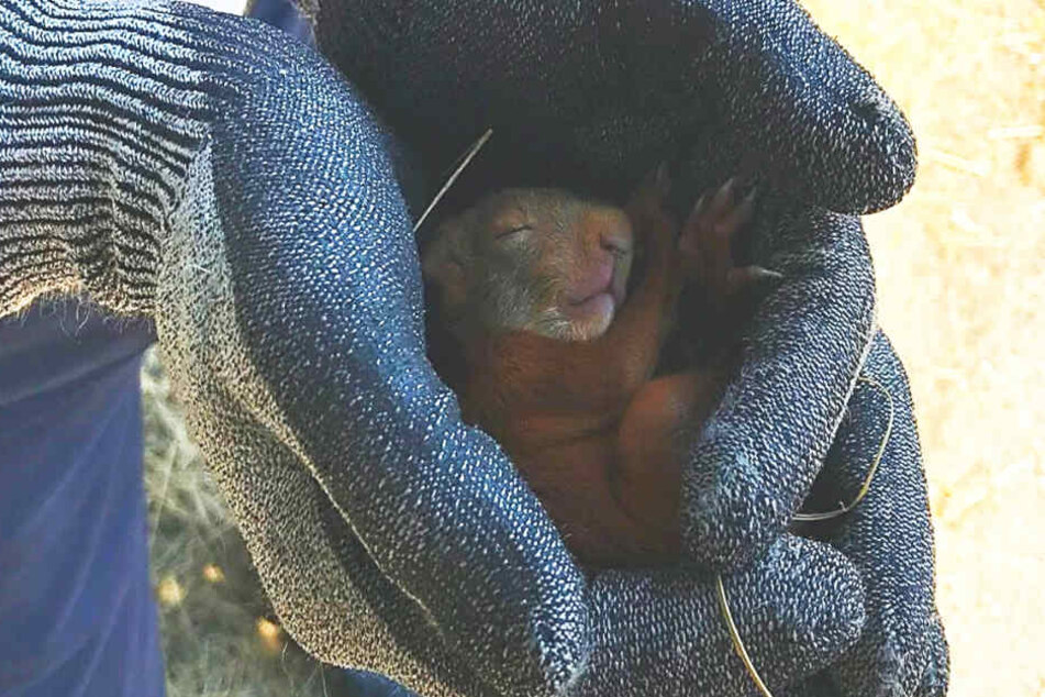 In Sicherheit: Das kleine Eichhörnchen, das aus dem Baum geholt wurde.