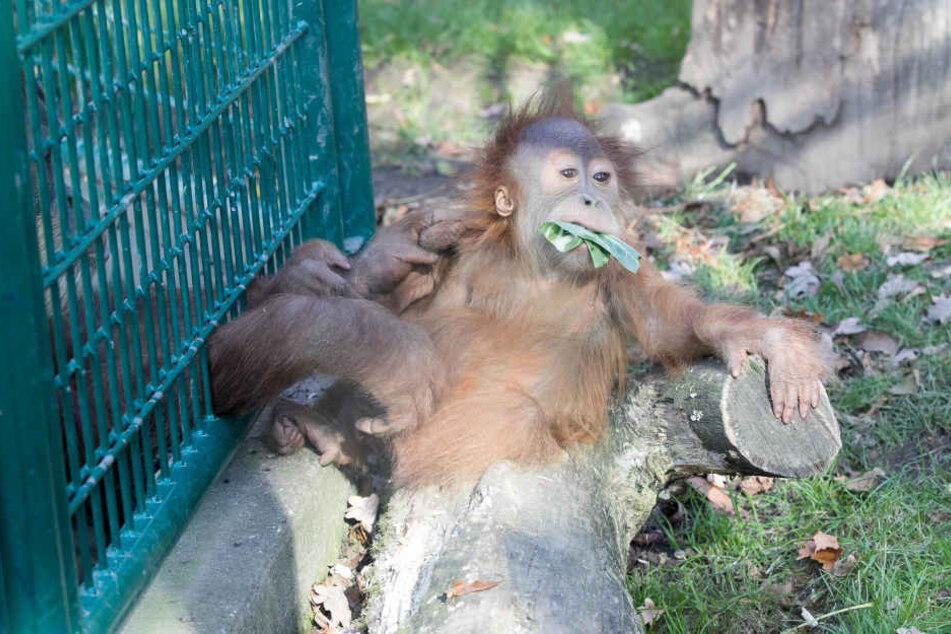 Auch der Orang-Utan sonnte sich seinen Pelz.