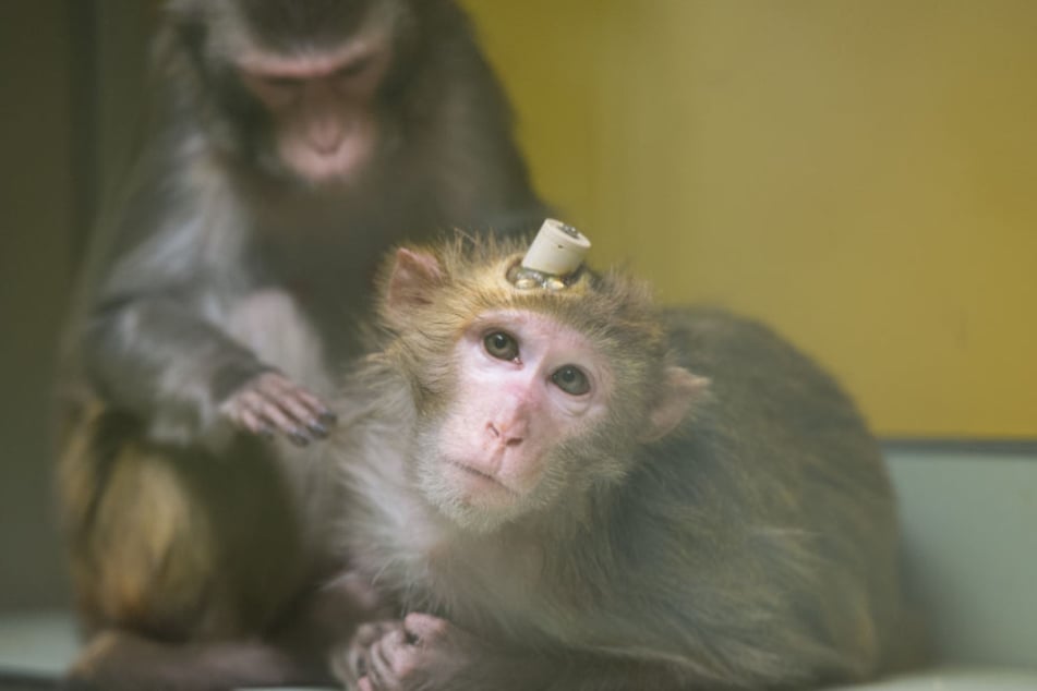 Tierschützer filmten heimlich die Affen. (Archivbild9