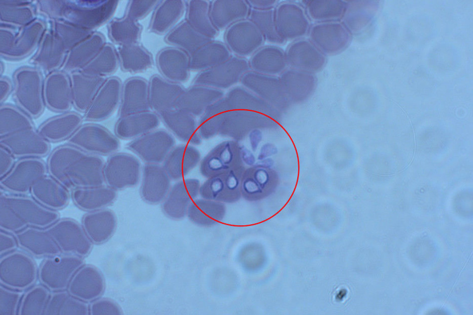 Hundemalaria kann lebensbedrohlich werden.