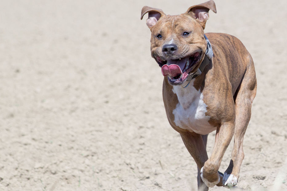 In Freiberg ist ein mittelgroßer Hund auf ein zweijähriges Mädchen und einen 23-Jährigen losgegangen. (Symbolbild)