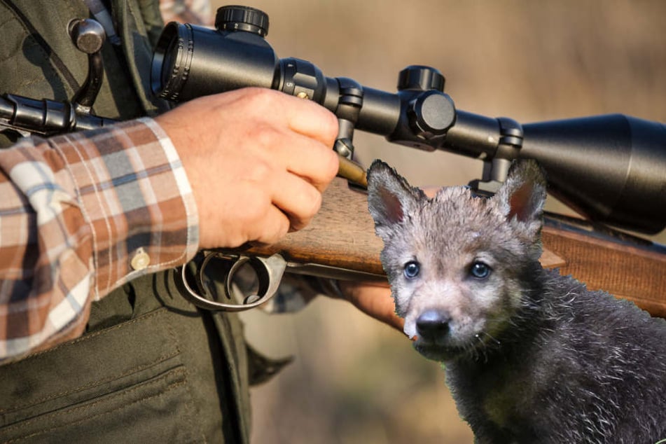Auch wenn sich das Ministerium dafür ausspricht: Gerettet sind die Wolfmischlinge von Ohrdruf damit noch nicht (Symbolbild).
