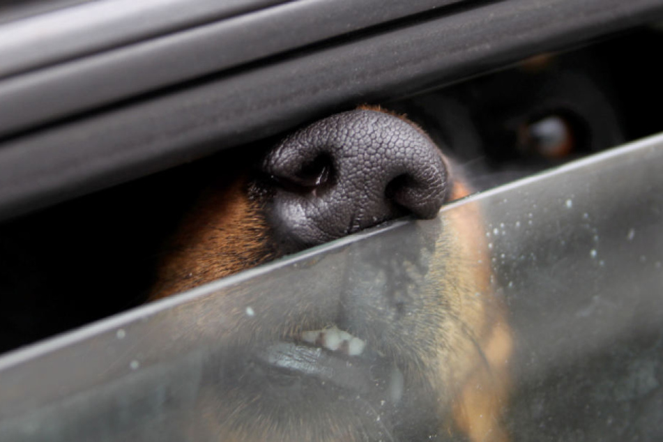 Gleich zwei große Hunde musste die Polizei mit Gewalt aus einem in der Sonne geparkten Auto befreien. (Symbolbild)