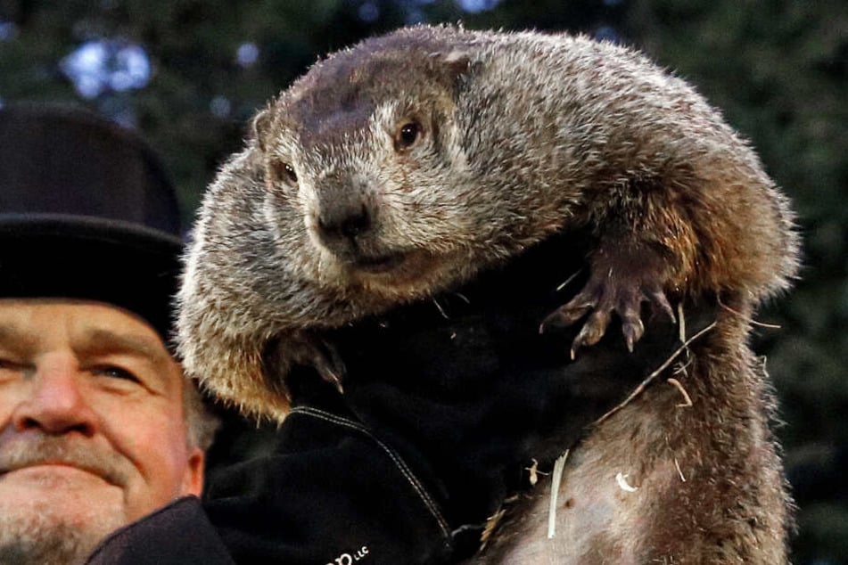Murmeltier Phil ist in Amerika eine Berühmtheit. Jährlich am 2. Februar sagt er in Punxsutawney den Fortgang des Winters voraus.